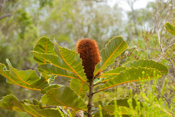 The flower of a swamp banksia (Banksia robur) surrounded by broad serrated leaves is beautiful as...
