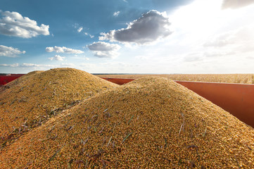 Soy beans in tractor trailer