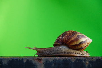 A snail on the green back ground