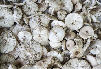 Bunch of freshly cut raw wild mushroom parasol