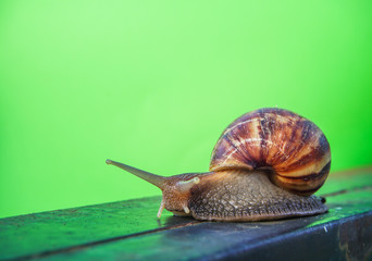 A snail on the green back ground