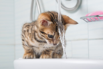 small kitten, first acquaintance with water, and washing your hair