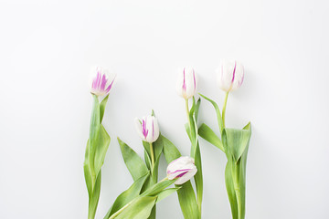 spring flowers on a white background in the studio. tulips