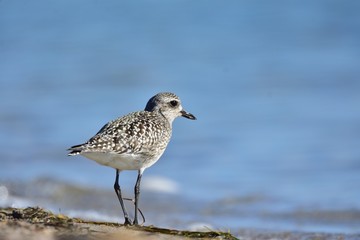 The grey plover (Pluvialis squatarola) on a beach (winter plumage)
