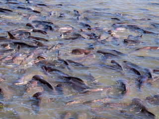 Close up group of many brown Pangasius fish are compete for food in the river background. 