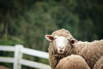 Cute funny happy sheeps at outdoor garden nature field valley