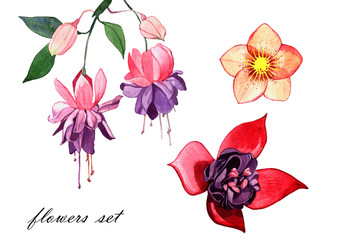 watercolor spring flower illustration isolated on white background. 
fuchsia and hellebore flower.