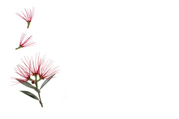 New Zealand Christmas tree flowers isolated on white background