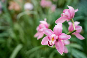 Beautiful blossom. Branch of orchideas.