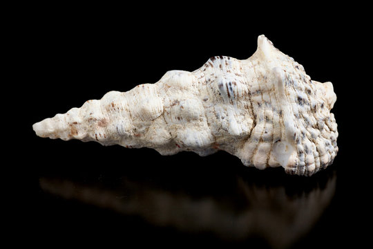Seashell isolated on a black background.