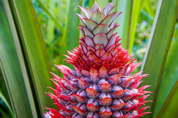 Fototapeta premium Baby pineapple fruit on tree
