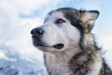 Alaskan malamute