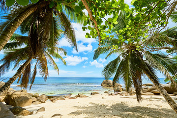tropical beach at seychelles with coconut palm tree