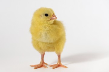 little chicken broiler isolated on white