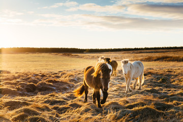 Portrait of beautiful Icelandic brown and white horses on winter sunset field background. Icelandic nature. Sunset backlight.