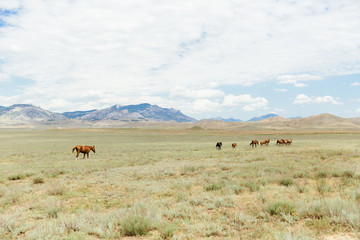 A herd of young brown horses running across the field. Summer, outdoors. Crimean landscape.