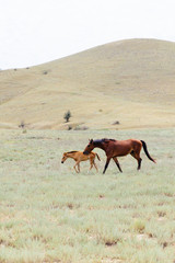 Naklejka na ściany i meble A young brown horse and a foal running across the field. Summer, outdoors. Crimean landscape. 