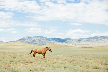 Young horse running across the field. Summer, outdoors. Crimean landscape.