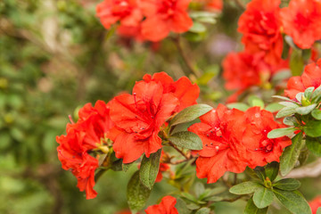 red azalea (rhododendron) Appolo