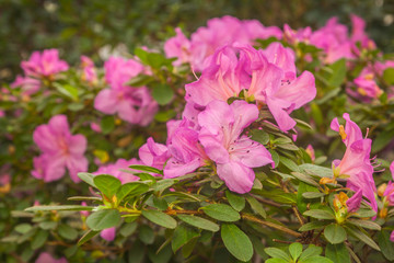 Pink azalea (rhododendron)