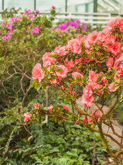 Hybrid Azalia (Rhododendron hybridum) in greenhouse