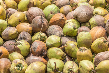Tropical exotic raw fresh coconut.