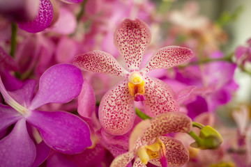Obraz na płótnie Canvas Orchid flower in orchid garden at winter for postcard beauty and agriculture idea concept design. Orchid flower growing in thailand farm.