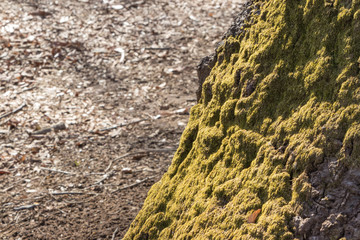 幹にびっしり生えた苔