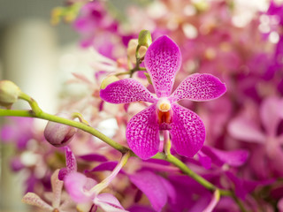 Orchid flower in orchid garden at winter for postcard beauty and agriculture idea concept design....