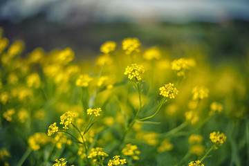 delicate yellow flowers background