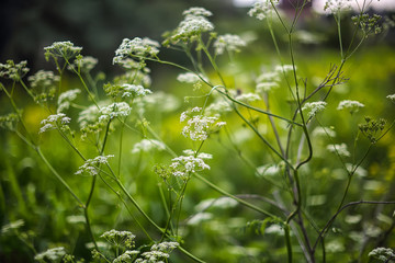 delicate white flowers background