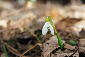 Spring snowdrop flowers blooming in sunny day