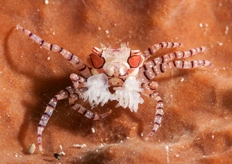 Mosaic boxer crab ( Lybia tesselata ) resting on coral reef of Bali, Indonesia © Hans Gert Broeder