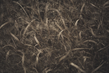 Dried grass 