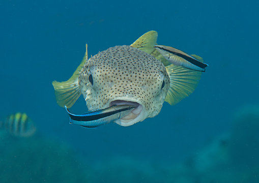 Porcupine pufferfish (diodon hystrix) being cleaned by cleaner fish (labroides dimidiatus) at cleaning station , Bali, Indonesia