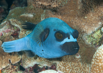 Blackspotted puffer( Arothron nigropunctatus ) swimming over coral reef of Bali, Indonesia
