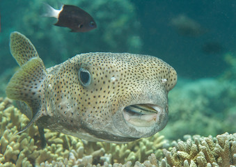 Porcupine pufferfish (diodon hystrix) being cleaned by bluestreak cleaner wrasse ( labroides...