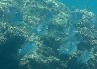 School of Humpnose big-eye bream (Monotaxis grandoculis) swimming over coral reef of Bali, Indonesia