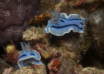Two chromodoris willani nudibranch crawling on corals of Bali, Indonesia