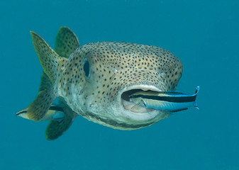 Porcupine pufferfish (diodon hystrix) being cleaned by cleaner fish (labroides dimidiatus) at cleaning station , Bali, Indonesia © Hans Gert Broeder