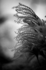 Detail of reed, selective focus