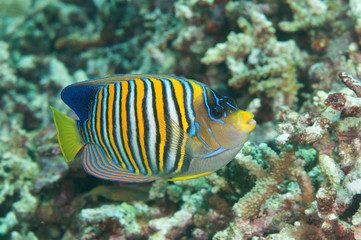 Royal  or regal angelfish  (Pygoplites diacanthus) swimming over coral reef of Bali, Indonesia