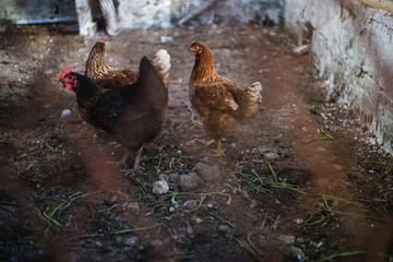 Wild chickens in the farm