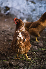 Wild chickens in the farm