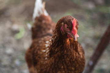 Wild chickens in the farm