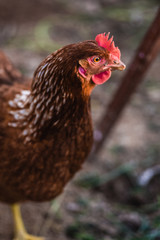 Wild chickens in the farm