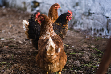 Wild chickens in the farm