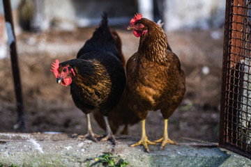 Wild chickens in the farm