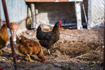 Wild chickens in the farm