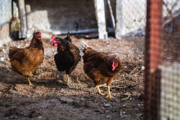 Wild chickens in the farm